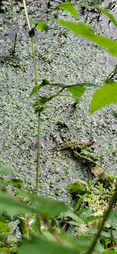 The image shows a close-up view of a body of water covered in duckweed. Several green leaves from surrounding vegetation are visible in the foreground, some out of focus. A thin, vertical plant stem, also green, runs through the center of the frame. In the middle ground, some debris and plant matter are floating on the water's surface. The background is a mass of duckweed on dark water. There are no people or animals visible in the image. The location in Saula, Estonia is not specified within the image itself.