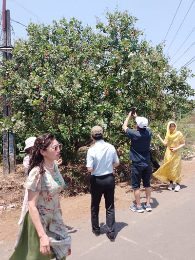The image depicts five adult individuals interacting with a large cashew tree laden with reddish-orange cashew apples, situated alongside an asphalt road in Đức Lập, Vietnam. The scene is illuminated by bright sunlight under a clear blue sky.
In the foreground, slightly left of center, a woman walks towards the left, wearing a light-colored floral tunic over green trousers, a pearl necklace, a pearl headband, and sunglasses. Her head is turned slightly to her right. Behind her, partially obscured, is another individual wearing a light-colored straw hat.
Towards the center background, a man stands with his back to the camera, wearing a light blue short-sleeved collared shirt, dark trousers, and a beige baseball cap, observing the cashew tree. To his right, another man in a dark t-shirt, dark denim shorts, and a white baseball cap holds a black smartphone horizontally, aimed upwards towards the cashew apples on the tree, presumably photographing them. On the far right, a woman in a long yellow dress, potentially with a matching head covering, holds a single reddish-orange cashew apple in her left hand, facing the tree with a slight smile.
The ground consists of a dirt shoulder bordering the asphalt road. Utility poles with overhead wires are visible on the far left and upper right of the frame. The overall environment appears dry, and prominent shadows indicate intense sunlight.