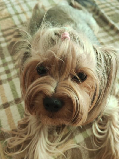 The image shows a close-up, eye-level, portrait of a small dog, likely a Yorkshire Terrier, lying on a checkered blanket. The dog's face is the central focus, with its eyes looking directly at the camera. The dog has long, light brown and greyish fur that is somewhat unkempt, with strands falling over its face. A small, pink hair tie is visible securing a tuft of fur on its head. The background is a soft, blurred plaid pattern of beige, white, and muted green stripes, indicative of the blanket it is resting on. The lighting appears to be natural and soft, suggesting an indoor setting, possibly during the daytime. There are no visible people, text, or specific location cues beyond the implied indoor setting and the Russia context. The dog's expression could be interpreted as curious or attentive. The overall impression is of a pet portrait, captured in a candid moment.