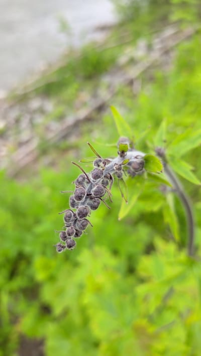 A close-up, slightly angled shot focuses on a cluster of dark, fuzzy seed pods on a plant stem. The pods are arranged in a cascading pattern along the stem, with delicate, hair-like filaments extending from them. The plant has green leaves, some of which are visible in the background and out of focus. The background consists of blurred green foliage and a lighter, out-of-focus area that could be a path or ground. The scene appears to be outdoors in a natural setting. There are no people or specific landmarks visible that would indicate a precise location within Trofors, Norway.