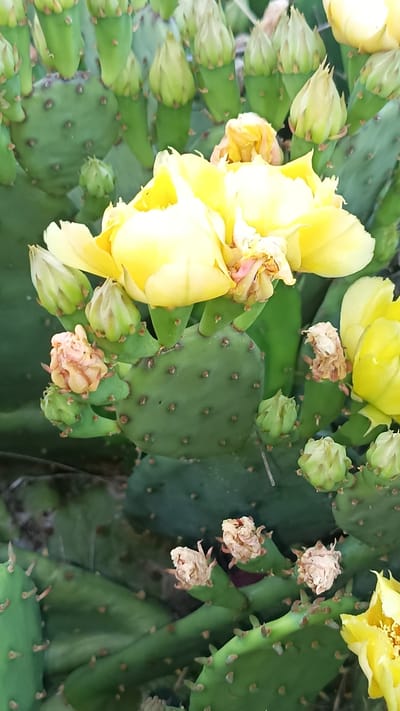 The image displays a close-up view of a blooming prickly pear cactus (Opuntia species). Multiple vibrant yellow flowers are prominent, with some fully open revealing internal structures and others partially unfurled. Several flowers show signs of desiccation, appearing withered with pale brown and pinkish-yellow coloration. Numerous green, elongated flower buds are observed emerging from the cactus pads, indicating ongoing growth. The cactus pads are dark green, flattened, and oval, covered with distinct, small, brown-tipped areoles. Additional green cactus pads are visible in the immediate background and foreground, forming a dense plant structure. The scene is illuminated by natural light. The subject is a cactus located in Popovo, Bulgaria.