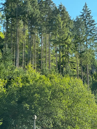 A low-angle, medium shot captures a densely forested hillside in Schonach im Schwarzwald, Germany. The image is dominated by tall, slender evergreen trees with dark green needles, forming a dense canopy against a clear blue sky. The sunlit foliage creates a dappled effect, with bright green leaves in the foreground and darker shades of green further back. A gray, metal pole with a small, birdhouse-like structure on top is visible in the lower left quadrant of the image, rising through the dense undergrowth. The overall impression is one of lush, natural beauty and tranquility.