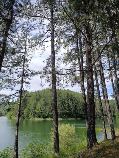 This is a landscape photograph of a serene lake bordered by a dense, green forest. In the foreground, a stand of tall pine trees with rough bark and sparse needles frames the view. The lake's surface is a calm, reflective green, with subtle ripples indicating a gentle breeze. Beyond the lake, the forest continues, its trees creating a thick canopy that stretches to the horizon. The sky above is a mix of blue patches and fluffy white clouds, suggesting a pleasant, partly cloudy day. The scene appears to be a natural, unpopulated area, likely a park or a nature reserve. The image evokes a sense of tranquility and natural beauty.