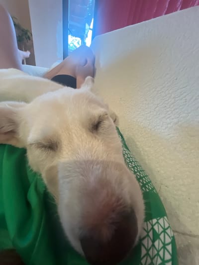 A close-up, slightly distorted shot features a light-colored dog with its eyes closed, resting on a person's lap. The dog's nose is prominent in the foreground, and its fur is soft and fluffy. The person's arm and hand are visible supporting the dog, with a portion of their legs also in view. They are wearing a green t-shirt with a geometric pattern. The background includes a textured, off-white surface, possibly a blanket or wall, and a hint of a window with sunlight streaming through, revealing foliage outside. A portion of a pink object is also visible in the upper left corner. The overall impression is one of comfort and relaxation, suggesting a casual, indoor setting, possibly during the daytime. There is no visible text in the image.