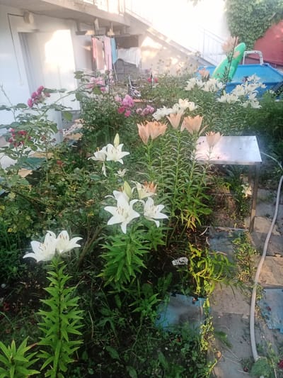 The image depicts an outdoor scene in a yard, likely in the city of Durlești, Moldova. In the foreground, several white lilies are in bloom, with some bearing buds. To the left, pink roses are also visible. In the background, there's a white building with laundry hanging on a clothesline. A small blue inflatable pool with a green inflatable toy is present, suggesting it's a residential area. A metal table stands to the right of the lilies, and a garden hose snakes across the ground. The overall impression is of a slightly overgrown, lived-in garden area. There are no people clearly visible in the scene.