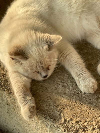 A close-up, overhead shot captures a cream-colored cat lying on a textured, grayish-brown surface that appears to be concrete with small pebbles embedded in it. The cat is positioned with its head turned to the left, its eyes closed, and its body extended towards the right. Sunlight illuminates the scene from the upper right, casting shadows and highlighting the texture of the cat's fur and the ground. The cat's fur is predominantly white, with some subtle gray or light brown markings on its ears and face. Its paws are resting on the surface, with the front paws extended forward. The environment appears to be outdoors, as suggested by the rough, natural texture of the ground. This scene is not specific to the city of "Средний, Russia," as the image lacks any identifying markers of a particular location.