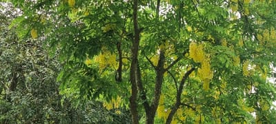 This image presents a close-up view of a flowering tree canopy, situated in Alagbado, Nigeria. The dominant subject is a mature tree featuring dense green foliage and numerous pendulous clusters of vibrant yellow flowers. The flowers hang in racemes, interspersed among the tree's compound green leaves. Several tree trunks and branches, appearing brown and textured, are visible supporting the canopy. The background consists of additional dense green vegetation, indicating a lush natural environment. No people, animals, man-made objects, or specific actions are depicted in the scene. The lighting suggests natural daylight conditions.