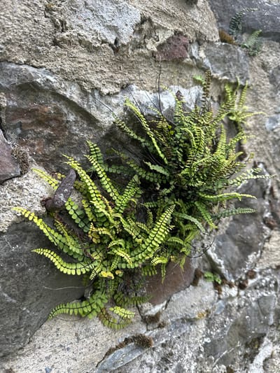 The image shows a patch of vibrant green ferns growing on a weathered stone wall. The stones are varied in size and color, ranging from grey to reddish-brown, with some areas showing signs of cement mortar. A rusty metal object, possibly a spike or bolt, is embedded in the wall to the left of the ferns. The ferns are delicate with small, feathery fronds, some of which are lighter green or yellowish, indicating new growth or differing light exposure. The wall appears to be an outdoor structure, possibly part of a historic building or ruin. The scene is captured in natural light, with shadows cast by the uneven stone and foliage. This image was taken in Castlecomer, Ireland.