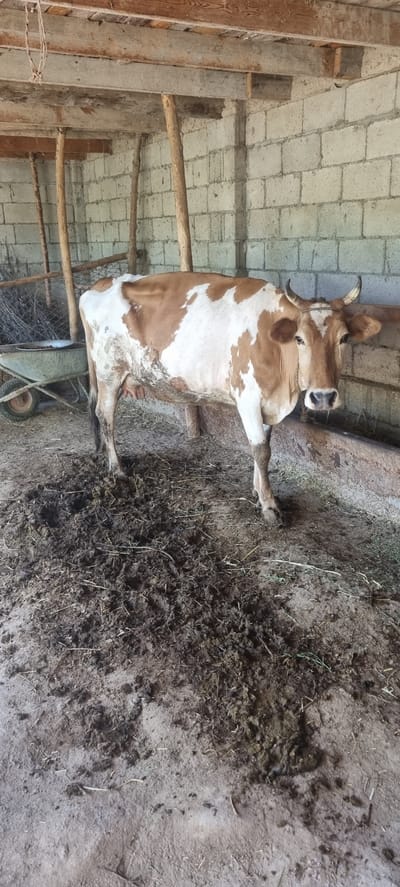 In a barn with a concrete block wall and wooden beams, a brown and white cow stands on a muddy floor. The cow is facing the camera, with its head slightly turned to the right. The barn appears to be in a rural area, possibly on a farm. The floor is covered in mud and straw, suggesting recent activity or the presence of livestock. There is a wheelbarrow and some fencing visible in the background. The overall scene is rustic and practical, indicative of an agricultural setting. The location in the city of Ҷомӣ, Tajikistan is not discernible from the image itself.