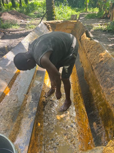 The image captures an individual engaged in manual labor within an outdoor setting. A person, dressed in a dark t-shirt and shorts, is bent over a large, rectangular trough or channel. Their bare feet are immersed in the muddy, yellowish-brown liquid and fibrous debris that fills the bottom of the structure. The trough itself is constructed from robust planks, possibly wood or metal, which are also heavily coated with the same thick, fibrous, reddish-brown substance.

The background is dominated by lush, green tropical vegetation, including tall trees and dense foliage, indicating an agricultural or rural environment. The scene is brightly illuminated by natural daylight, suggesting a sunny day. The presence of significant fibrous material and muddy water strongly suggests an activity related to the processing of natural products, likely agricultural. Given the location context of Aghalokpe, Nigeria, this could be related to palm oil extraction, where palm fruit fibers and residue are common. A black bucket is partially visible on the right side of the trough. The person appears focused on the task at hand. There is no visible text in the image.