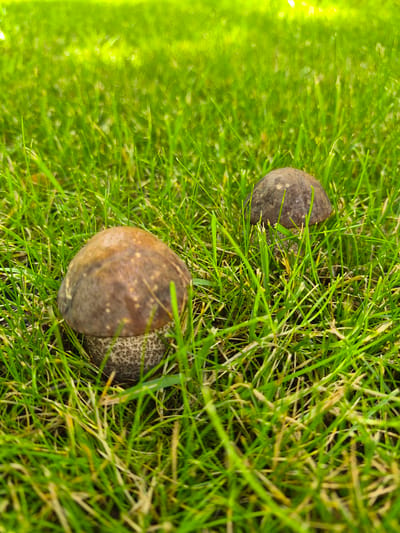 Two acorns are nestled in lush green grass. The acorns are a mottled brown and grey, with one appearing slightly larger and smoother than the other, which has a more textured and spotted cap. The grass is vibrant and appears to be freshly mowed, with some blades catching the light, creating a soft glow. The scene suggests a natural outdoor setting, possibly a park or backyard in Volzhskii, Russia, during daylight hours given the lighting. There is no visible text in the image.