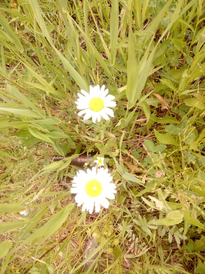 A top-down, medium shot captures a patch of ground covered with grass and several daisy flowers. The daisies are the most prominent subjects, with white petals radiating from bright yellow centers. One daisy is situated in the upper half of the frame, and another is in the lower half, slightly to the left. A smaller daisy is visible between them. The surrounding environment consists of a dense layer of green grass and foliage, with some dry brown leaves scattered on the ground. The lighting suggests it is daytime, possibly early morning or late afternoon, given the soft quality of the light and the slight yellow tint of the image. There are no people or animals visible in the frame. The scene appears to be in a natural or semi-natural outdoor setting, possibly a meadow or a garden area within the city of Kartmazovo, Russia, given the context.