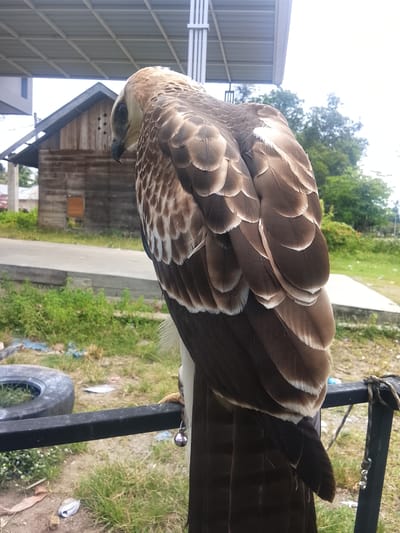 In Kuta Trieng, Indonesia, a close-up, eye-level shot captures a large bird of prey perched on a black metal railing. The bird, facing away from the camera and looking down, displays intricate brown and white feather patterns. Its talons are visible gripping the railing, and a small, silver bell is attached to its leg. In the background, a wooden structure with a pitched roof and a weathered exterior sits behind a paved area and lush green vegetation. A discarded tire is visible in the lower left corner. The sky above is overcast, and the scene is illuminated by diffused daylight.