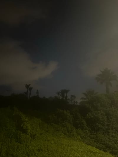 The image depicts a nighttime scene in Hof HaCarmel Regional Council, Israel. The sky is dark with some illuminated clouds, suggesting artificial light sources or a bright moon partially obscured. Silhouetted against the sky are several palm trees and a dense line of dark vegetation. The foreground is a slope covered with bright green, low-lying vegetation that is illuminated by an unseen light source from the lower right of the frame. There are no people or discernible actions visible in the scene. The overall impression is one of a natural landscape at night, with the environment primarily consisting of flora and the sky.