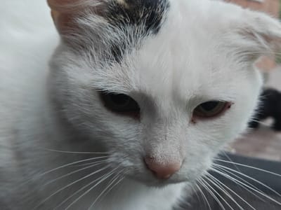The image is a close-up, eye-level shot of a white cat with black markings on its head. The cat's face is the primary subject, with its pink nose, dark eyes, and long white whiskers prominently featured. The cat's fur is white with a patch of black fur between its ears. The background is blurred and appears to be outdoors, with hints of foliage and possibly a paved surface. There is no discernible indication of the city of Подстёпки, Russia, or any specific environmental details that would place it there. No people or interactions are visible.