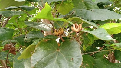 The image shows a close-up view of a tree with large green leaves and two dried seed pods. The seed pods are brown and appear to be partially opened, revealing their interior. The leaves are broad and somewhat heart-shaped, with visible veins. The background is filled with more foliage and tree branches, suggesting a natural outdoor environment. The lighting is soft, indicating it might be daytime with overcast conditions or dappled sunlight. The image does not depict any people or specific actions. The setting is a natural environment likely a park or garden within the city of Tanjong Krueng, Indonesia, given the context of the prompt.