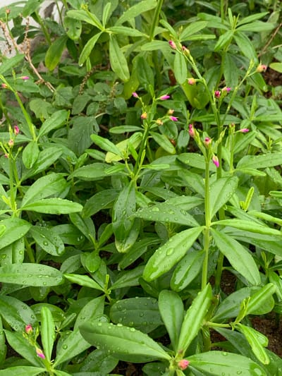 The image shows a patch of green plants with small, pink buds. The leaves are elongated and arranged in a somewhat radial pattern. Some of the leaves have water droplets on them. In the lower left corner, there is a glimpse of a light-colored surface, possibly concrete. The overall scene is of a close-up nature, likely taken in an outdoor setting. The location in the city of Ibasa, Nigeria is only included as context, but there is no discernible information in the image to confirm or deny this location.
