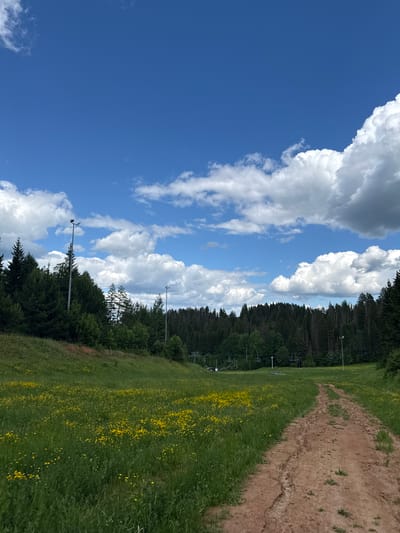 The image depicts a wide dirt path curving through a grassy field dotted with yellow wildflowers. In the background, a dense forest of dark green evergreen trees stretches across the horizon under a vibrant blue sky with scattered white clouds. Two tall, slender poles with lights are visible in the distance among the trees, suggesting a ski resort or similar recreational area. The overall scene is a serene natural landscape, likely taken in a rural or mountainous area.