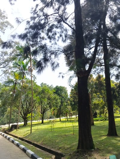 A tranquil scene unfolds with lush greenery and tall trees under a bright sky. Palm trees stand slender among varied foliage, while thicker-trunked trees dominate the right side. A concrete path, marked with a black and white curb, guides the view into the landscape. The open grassy area invites exploration within this natural setting.