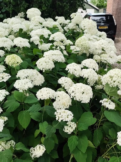 A dense cluster of white hydrangeas dominates the foreground of this image, with lush green leaves providing a backdrop. In the background, a black SUV is parked, partially obscured by the foliage, with a yellow license plate reading "RT-913-X". A brick wall is visible to the right of the vehicle, and a dark green, somewhat weathered building stands behind it. The scene appears to be outdoors, likely in a residential area of Schaijk, Netherlands, given the presence of a parked car and domestic structures. There are no people visible in the image.