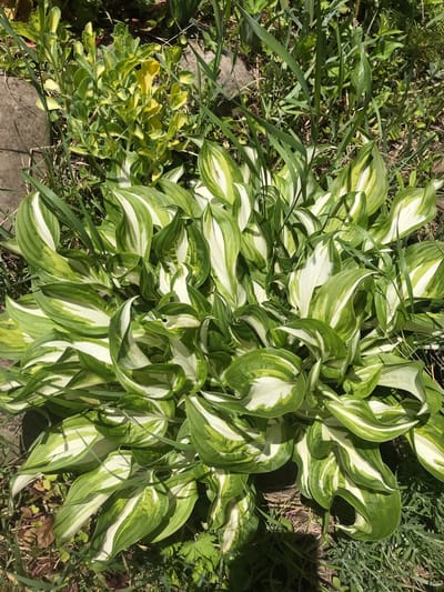 The image depicts a cluster of variegated hosta plants with green and white striped leaves, growing amidst grass and other vegetation. A stone border is visible on the bottom left. The location is not discernible as Petrykiv, Ukraine, from the visual information alone. There are no people, actions, or interactions depicted.