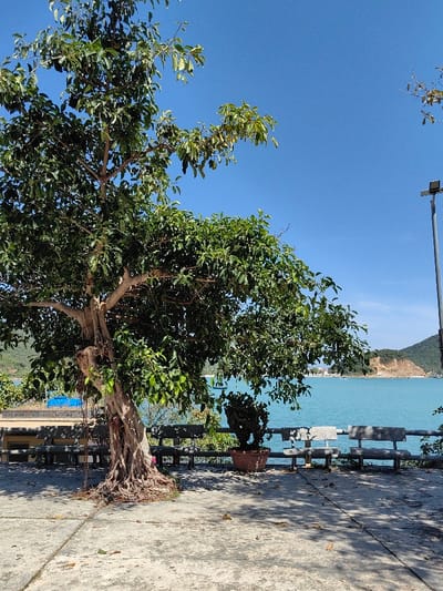A large tree with extensive roots dominates the left of the frame, casting shadows on the concrete ground. Behind the tree, a low wall with benches overlooks a turquoise sea. An island or landmass is visible in the distance. A potted plant sits on the wall between benches. The sky is bright blue and clear. A light pole is seen on the right side of the frame.