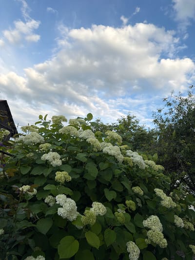 The image shows a lush green hydrangea bush in bloom, covered in white flowers. The bush is large and abundant, with many clusters of delicate white petals. The leaves are large and dark green, suggesting a healthy and well-watered plant. Behind the hydrangea, there are several trees with dark green foliage. To the left of the frame, a portion of a dark, weathered wooden structure, possibly a shed or part of a building, is visible. The sky above is a bright blue with scattered white, puffy clouds, indicating a clear day. The overall impression is one of a vibrant and natural outdoor setting. The location is stated to be Sukhodol, Russia, though no specific landmarks are identifiable within the image to confirm this. There are no people or animals present in the scene.