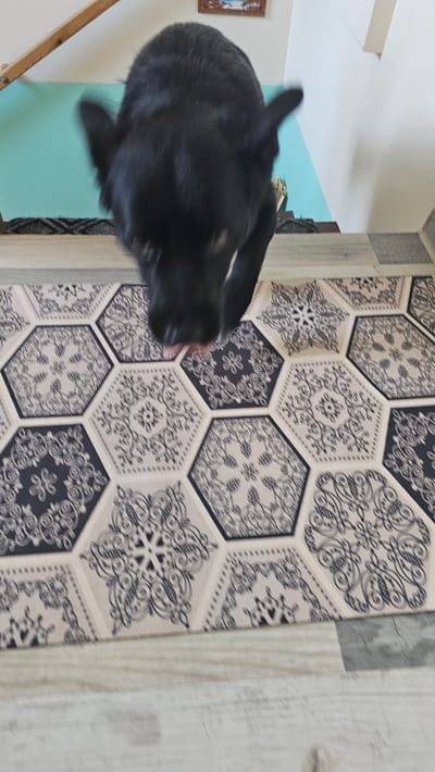 A black cat is captured in motion as it jumps or runs across a floor adorned with hexagonal tiles. The cat is primarily black, with its fur appearing slightly blurred due to the movement. Its tongue is visible, sticking out slightly as it moves. The floor features a repeating pattern of hexagonal tiles, alternating between light beige with intricate dark grey and white floral designs, and dark grey tiles with similar white decorative patterns. The tiles are arranged in a honeycomb formation. To the left of the tiled area, a pale blue wall is visible, and further left, a small framed picture hangs on a light-colored wall. A wooden object, possibly part of a table or shelf, is visible in the bottom left corner. The scene appears to be indoors, likely in a home, given the domestic setting and the presence of the cat and home decor. The lighting suggests it is daytime, though no specific time is discernible. There is no visible text in the image.