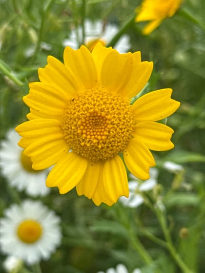 A close-up, high-angle shot focuses on a single, vibrant yellow flower with numerous thin petals and a textured, bead-like center. The flower is in sharp focus, with its petals unfurling outwards. In the background, other flowers and greenery are visible, some in soft focus. Two white daisy-like flowers with yellow centers are partially visible in the lower left and lower right portions of the image, appearing out of focus. The background is a blur of green foliage, suggesting an outdoor, natural setting. The overall impression is one of a sunny day with flowers in bloom. No specific location in the city of Kołczewo, Poland, is identifiable from the visual information alone.