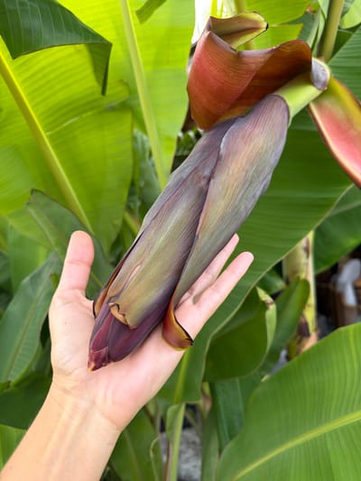 A person's hand is gently cradling a deep red and purple banana blossom against a backdrop of large, vibrant green banana leaves. The blossom, shaped like a teardrop, has layers of bracts, some of which are unfurling to reveal the developing bananas within. The person's skin is smooth and pale, with visible veins on the back of their hand. Their fingers are curved around the blossom, suggesting a careful and appreciative touch. The lighting suggests it is daytime, possibly in the morning or late afternoon, with soft light illuminating the scene. The background is filled with the lush foliage of banana plants, indicating a tropical environment. The overall impression is one of natural beauty and delicate handling of a part of the banana plant. The location context suggests this is likely in Ko Samui District, Thailand. There is no visible text in the image.