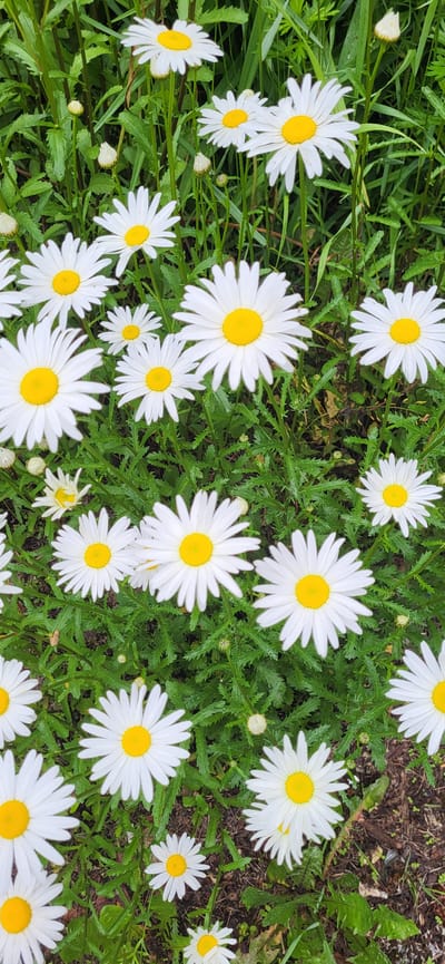 The image shows a close-up, overhead view of a cluster of white daisies with yellow centers, growing in a natural setting with lush green foliage and some areas of dark soil. The flowers are varied in size, with many in full bloom and some buds present. The lighting suggests an overcast day, as there are no harsh shadows and the colors are soft. The scene appears to be an outdoor garden or meadow. There are no people or specific landmarks visible that would indicate a precise location within Slavyanka, Russia. The focus is solely on the daisies and their surrounding greenery.