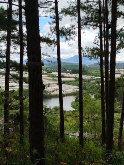 This media file captures a serene landscape view through a forest of tall, dark-barked pine trees. The foreground is dominated by the vertical lines of these trees, with some foliage visible at the bottom, suggesting a natural, wild setting. Beyond the trees, the scene opens up to a valley.

In the middle ground, a body of water, possibly a lake or river, is visible, reflecting the sky. Surrounding the water and extending into the valley are numerous greenhouses, characterized by their white, translucent coverings. These structures suggest agricultural activity, possibly for growing flowers or produce, a common sight in the Cam Ly area of Da Lat, Vietnam.

Further in the distance, rolling hills are layered, culminating in a mountain range against a backdrop of a cloudy sky. The clouds are white and puffy, interspersed with patches of blue sky, indicating daytime, likely overcast or partly sunny weather. There are no people or animals visible in the frame, emphasizing the tranquility and vastness of the natural and agricultural landscape. A small wooden sign is attached to one of the trees in the foreground, but no text is legible. The overall mood is peaceful and picturesque, showcasing a harmonious blend of nature and human cultivation.
