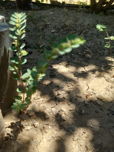 In Άγιος Νεκτάριος, Greece, an outdoor scene depicts dry, cracked earth with sparse vegetation. A thin, green plant with small leaves and developing flower buds stands in the foreground to the left, partially obscured by a dark, textured object. To the right, another similar, smaller plant with green leaves and tiny buds is visible, set against the dry soil. Shadows of foliage fall across the ground, indicating sunlight filtering through overhead leaves. The environment appears somewhat arid, with small stones and twigs scattered on the soil's surface.