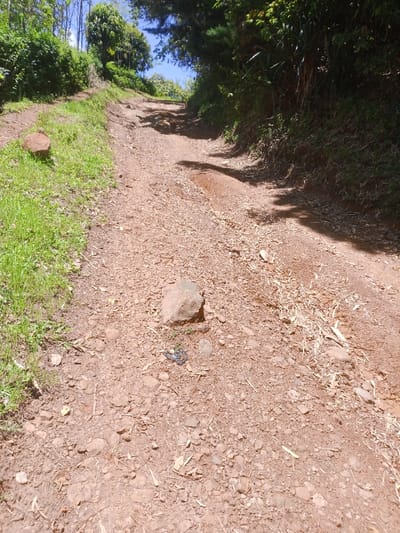 The image displays an unpaved, reddish-brown dirt road ascending a gentle incline in Kahuro, Kenya, under clear daylight conditions. The road surface is granular, consisting of compacted soil mixed with various sizes of stones, wood chips, and dried organic matter. A shallow, elongated depression, indicative of water runoff, is visible in the middle-right section of the road.
To the left, a bank of vibrant green grass and low-lying shrubs slopes upward, bordering the road. A large, irregularly shaped reddish-brown rock is partially embedded within this vegetation in the mid-foreground. To the right, dense, dark green foliage, comprising trees and shrubs, forms a natural wall alongside the road, casting distinct shadows across the road surface.
In the immediate foreground-center, a prominent light brown rock rests on the dirt, adjacent to a small, crumpled dark object, consistent with discarded plastic debris. The sky, visible through gaps in the tree canopy at the upper portion of the image, is a clear blue. No human figures, animals, or vehicles are present in the scene.