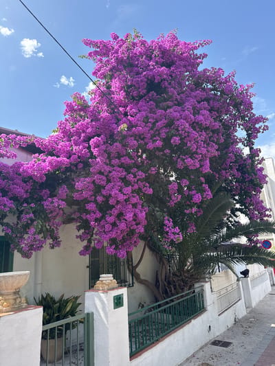 The image depicts a vibrant bougainvillea tree in full bloom, its bright purple flowers cascading over a white-walled building on a sunny day in Salou, Spain. The tree is the dominant feature, its dense foliage and blossoms creating a striking contrast against the clear blue sky. A palm tree is visible behind the bougainvillea, adding to the Mediterranean feel of the scene. In the foreground, a white fence with green railings lines a pathway, and a black cat is perched on a wall, looking towards the camera. The architecture of the building is simple, with green-trimmed windows, suggesting a residential or commercial property. The street appears to be paved, with some fallen petals scattered on the ground. The overall impression is one of a picturesque Mediterranean street scene.