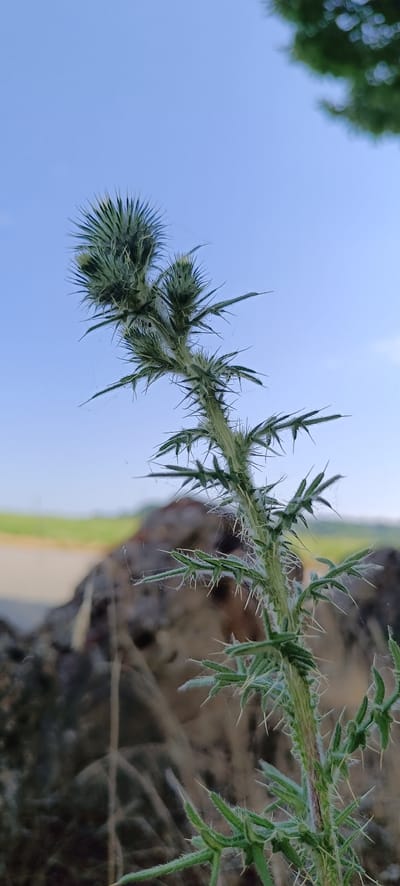 A low-angle, close-up shot features a thorny plant stem reaching towards a clear blue sky. The stem is green and covered in sharp, pale spines and fine white hairs. Several buds or immature flower heads are visible at the top of the stem, also covered in spines. Fine, wispy spiderwebs are caught on the spines and stem, particularly in the upper half of the plant.

In the background, a blurred, large, rough-textured brown object, possibly a rock or a section of weathered concrete, occupies the lower left and center. Beyond this, a blurred landscape of green fields and a light-colored path or road stretches to the horizon under the bright sky. The top right corner of the image shows a hint of blurred green foliage, suggesting trees.

The image appears to be taken outdoors, in a natural or semi-natural environment. The specific location in the city of Winnenden, Germany cannot be determined from the visual information provided. There are no people or animals visible in the scene.