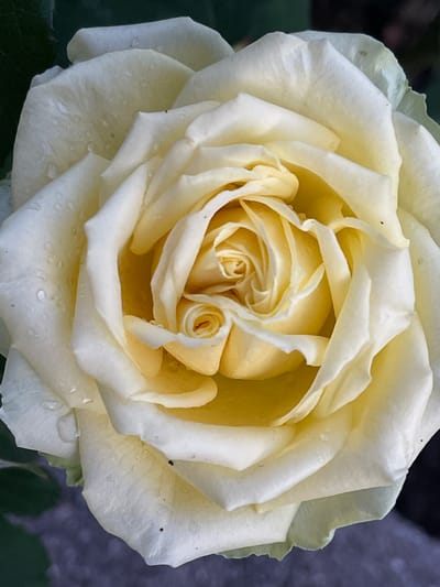 This is a close-up, overhead shot of a pale yellow rose with a dark background. The rose is in full bloom, with tightly wound petals in the center that gradually unfurl outwards. Several small water droplets are visible on the surface of the petals, suggesting recent rain or watering. The texture of the petals appears soft and velvety. The background is dark and out of focus, with hints of green foliage and what appears to be a textured surface, possibly pavement or stone, at the bottom of the frame. There are no people or specific landmarks that would indicate a location within the city of "Средний, Russia." The image focuses solely on the rose.