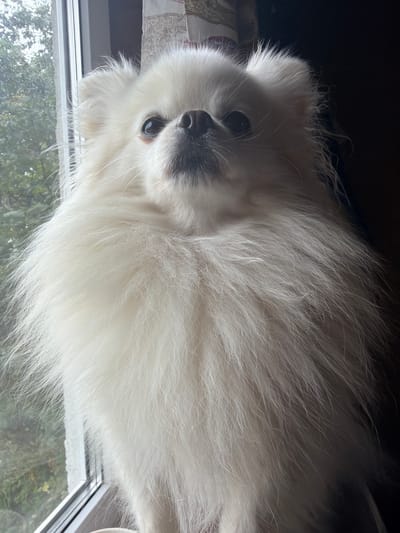 A close-up shot captures a fluffy white Pomeranian dog looking upwards. The dog is positioned in front of a window, with a blurry green outdoor scene visible through the glass. The lighting creates a shadow on the right side of the image, while the left side is illuminated by the window's light. The dog's fur is the dominant element, appearing thick and voluminous. There are no discernible people or specific landmarks from Папярнянскі сельскі Савет, Belarus visible in the image.