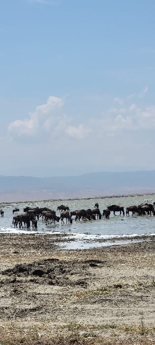 The image displays an outdoor, wide-angle view of a natural water body, identified as being in Mti Mmoja, Tanzania. The upper portion of the frame features a light blue sky with scattered white cumulus clouds. Below the clouds, a faint, hazy range of distant mountains or hills stretches across the horizon. The midground is dominated by a large group of approximately 30 to 40 dark-colored wildebeest (Connochaetes taurinus) standing in shallow water. Many of these animals have their heads lowered, indicating they are drinking. Further in the background, across the water, a linear accumulation of small white forms suggests a distant flock of birds. The foreground consists of a muddy, uneven shoreline or bank, characterized by exposed dark earth, patches of standing water, and sparse, dry-looking vegetation. No human presence is observed.