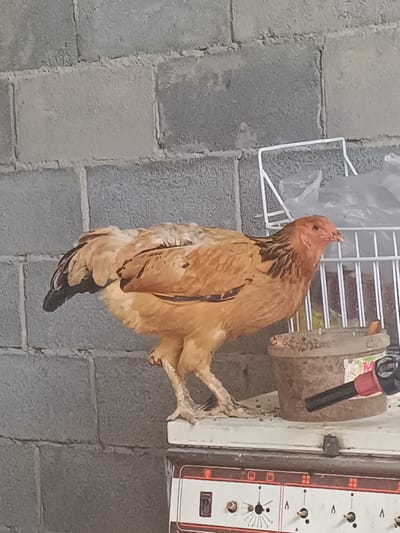 A light brown chicken is standing on a white surface in front of a grey brick wall. The chicken is facing right and is mostly in profile. It has black markings on its neck and wings. The surface it is standing on appears to be the top of a stove, as suggested by the control knobs visible at the bottom of the image. To the right of the chicken is a bucket filled with what appears to be birdseed. A white wire rack with plastic bags is behind the chicken. The scene is likely outdoors, given the brick wall and the presence of a chicken. The location is stated to be Shamalgan, Kazakhstan.