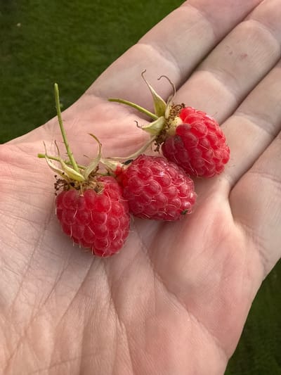 A human hand is holding three ripe red raspberries. The hand is light-skinned and shows visible lines and texture. The raspberries are clustered together, with stems and calyxes attached. The background is a blurred green, suggesting an outdoor environment. The image appears to be taken outdoors in an area with grass. The location in Скороход-3 Снт (массив Тайцы, Russia is not visually discernible from the image content itself.