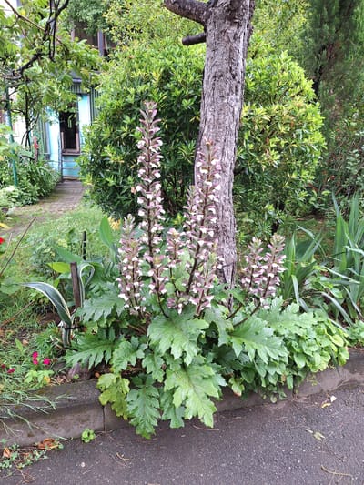 The image depicts a lush garden scene in Kobuleti, Georgia, dominated by a large Acanthus plant with striking purple and white flower spikes. The Acanthus plant is situated in the foreground, near the base of a mature tree with rough, textured bark. Behind the Acanthus, dense green foliage forms a verdant backdrop, with hints of a light blue building and a paved walkway visible further in the distance, suggesting a residential or park-like setting. The ground in the foreground is a mix of asphalt and soil, with a stone curb separating the garden bed from the pathway. Several smaller plants and fallen leaves are scattered on the ground. The overall impression is one of natural beauty and a well-maintained outdoor space in a humid, possibly coastal, environment characteristic of Kobuleti. There are no people or animals visible in the image.