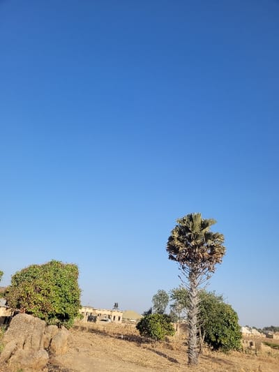 The image displays a dry, open landscape located in Shen, Nigeria, under a clear, unblemished blue sky that occupies approximately the top two-thirds of the frame. In the lower-left foreground, several large, weathered, light-colored rock formations are present, partially obscuring a dense, round-canopied tree with vibrant green foliage. The ground across the mid-ground is predominantly dry earth covered with sparse, light brown, parched vegetation. A tall, slender palm-like tree with a rough, textured grey trunk and a crown of both green and dried brown fronds stands prominently in the right-middle ground. Directly behind this tree, a smaller, bushy green tree is visible. In the background, a cluster of single-story and multi-story buildings with light-colored walls and varying roof types, including one dark water tank mounted on a roof, are scattered across the horizon line. A distinct, light-colored domed structure is also visible among the buildings on the left side of the background. No individuals, specific actions, or interactions are discernible within the scene.