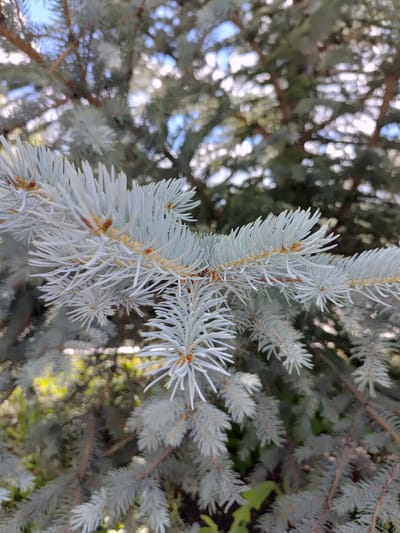 A close-up, eye-level shot showcases the light blue-green needles of a Colorado blue spruce tree. The needles are thin and pointed, clustered together on branches that extend horizontally across the frame. In the background, the tree's trunk and deeper foliage are visible, slightly blurred, along with patches of bright sky and dappled sunlight. The image focuses on the texture and color of the needles, highlighting their delicate, almost frosted appearance. The scene is located in Saransk, Russia.