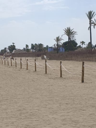 The image depicts a sandy beach in Sagunto, Spain, with a line of wooden posts and white ropes demarcating an area. In the foreground, the sand is undisturbed. A seagull is perched on one of the posts, facing to the right. In the middle ground, a few people are visible walking along the beach in the distance. The background features palm trees and vegetation, with some buildings partially visible behind the foliage. The sky is overcast.