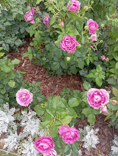 The image shows a close-up view of a rose bush in bloom, with several pink roses and buds scattered amongst lush green foliage. The roses vary in their stage of bloom, with some fully open and others still tightly closed. The leaves of the rose bush are a deep green and appear healthy. In the background, patches of mulch and a few silver-leafed plants add texture and contrast to the scene. The lighting suggests it is daytime, possibly late morning or early afternoon, with soft light illuminating the flowers and leaves. The overall impression is one of natural beauty and a well-maintained garden. There are no people, objects, text, or specific event visible in the image. The location context of Białystok, Poland, is external information not directly inferable from the visual content itself.