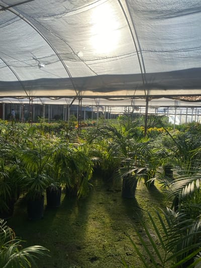 The image displays the interior of a commercial plant nursery or greenhouse, stated to be located in Santa Rosa, Argentina. The overhead structure features a translucent, light-filtering mesh canopy, likely a shade cloth, supported by a series of metal or PVC pipe arches. Bright sunlight penetrates this canopy, creating strong illumination and casting distinct shadows across the ground surface. The ground is largely covered by a dense, low-growing green groundcover, interspersed with areas of visible soil. Numerous plants, primarily characterized by their slender green fronds, consistent with palm varieties such as Areca palms, are cultivated in dark-colored, cylindrical plastic pots. These potted plants are arranged in discernible rows extending throughout the visible area. In the far-left background, a single individual is present, seen from behind, wearing a light-colored shirt and dark trousers. The person appears to be walking or standing amongst the cultivated plants. No specific interactions between individuals or distinct actions beyond general movement are discernible.