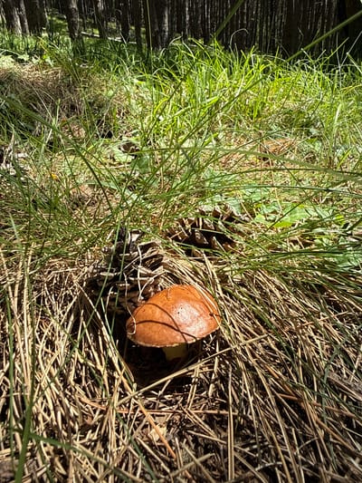 A single brown-capped mushroom sits in a forest floor clearing, surrounded by dry pine needles and green grass. A pine cone is visible behind the mushroom. The background consists of a dense forest with tall, dark tree trunks and dappled sunlight. The scene is quiet and appears to be in a natural, wooded environment.
