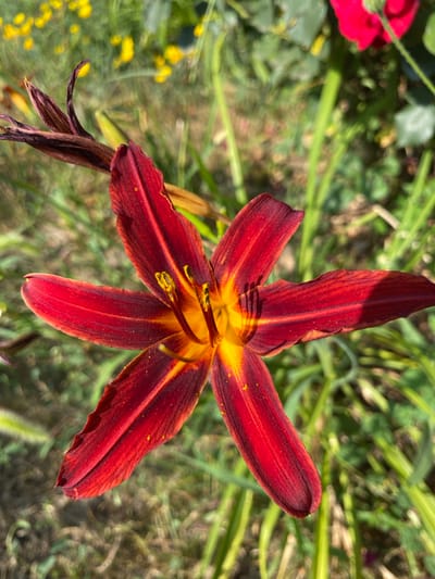 A close-up shot focuses on a dark red and yellow lily flower in bloom, set against a blurred background of green foliage and yellow flowers. The lily is centrally positioned, its petals unfurled and showcasing a gradient of color from deep crimson at the tips to a bright yellow at the center. The flower's stamens, tipped with yellow pollen, are clearly visible. To the left of the main flower, a dried, brown bud or wilting bloom is partially visible. The surrounding environment suggests a garden setting, with lush green grass and other plants, including small yellow wildflowers, creating a natural and vibrant scene. The lighting indicates it is daytime, with sunlight casting subtle shadows on the petals. There are no people or animals depicted in the image.
