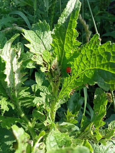 The image shows a close-up view of a green plant with serrated leaves, likely outdoors in a natural setting. The plant is covered with a large number of small, dark insects, possibly aphids, concentrated on the stems and undersides of the leaves. In the upper right portion of the image, on a large leaf, a single, bright red ladybug with black spots is visible. The lighting suggests it is daytime, with sunlight illuminating the leaves from behind, creating a translucent effect and highlighting the plant's veins. The background is filled with more green foliage and some dry grass stalks, indicating a wild or uncultivated area. The overall impression is one of a natural ecosystem, with a potential pest infestation on the plant and a predator, the ladybug, present. The location context is Stavchyntsi, Ukraine. There is no visible text in the image.